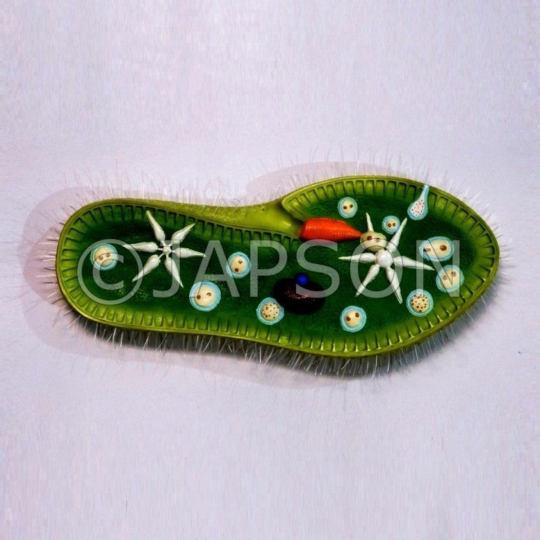 Paramecium Model, Superior Paramecium Model, Superior